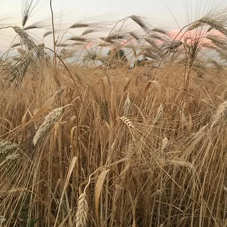 莱斯科斯特贝尔斯住宿加早餐旅馆 住宿加早餐酒店 3*