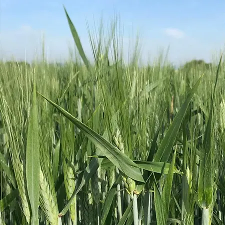 莱斯科斯特贝尔斯住宿加早餐旅馆 3*