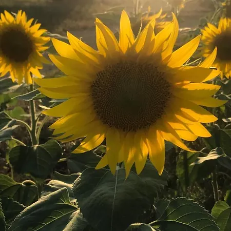 Les Costebelles B&B 발랑솔