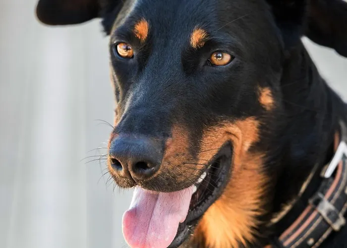 住宿加早餐酒店 莱斯科斯特贝尔斯住宿加早餐旅馆 瓦朗索尔